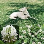 Zengarden Beyaz trifolium repens tohumu üçgül çiçekli yerörtücü 100 gram