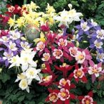 Zengarden Bodur Haseki Küpesi Tohumu Karışımı Columbine Aquilegia Vulgaris - 1 Adet