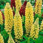 Zengarden Chandelier Lupin Tohumu Acı Bakla Çiçeği Lupinus Russel - 1 Adet