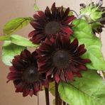 Zengarden Çikolata Ayçiçek Tohumu Chocolate Cherry Sunflower - 1 Adet