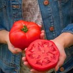 Zengarden Dev Ponderosa Kırmızı Domates Tohumu Ince Kabuklu Ponderosa Red Beefsteak Heirloom Tomato - 1 Paket