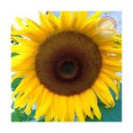 Zengarden Dev Titan Ayçiçek Tohumu Atalık Giant Sunflower Titan - 1 Adet