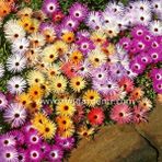 Zengarden Dorotheanthus Tohumu Bellidiformis Mezem Buz Çiçeği Tohumu - 1 Adet
