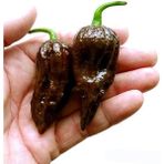 Zengarden Dünyanın En Acı Biberi Chocolate Bhut Jolokia Biber Tohumu - 1 Adet