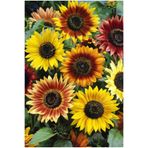 ZENGARDEN EV VE BAHÇE Ayçiçek Tohumu Autumn Beauty Pastel Renkler Helianthus Annuus