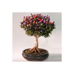 ZENGARDEN EV VE BAHÇE Bonsai süs biberi tohumu 4 renkli biber bonsai yapılabilir kalıcı