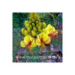 ZENGARDEN EV VE BAHÇE Caesalpinia tohumu sarı cennet kuşu çiçeği
