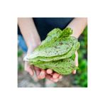ZENGARDEN EV VE BAHÇE Çilli bebek yaprak marul tohumu flash trout back baby leaf lettuce