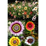 ZENGARDEN EV VE BAHÇE Çingene Eteği 3 Renkli Papatya Tohumu Tricolor Daisy