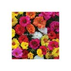 ZENGARDEN EV VE BAHÇE İpek çiçeği tohumu katmerli hibrit portulaca grandiflora