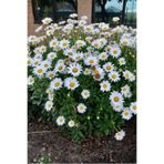 ZENGARDEN EV VE BAHÇE Kalıcı Papatya Tohumu Chrysanthemum Maximum Shasta Daisy