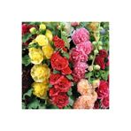ZENGARDEN EV VE BAHÇE Katmerli gülhatmi tohumu hibrit alcea rosea summer carnival hollyhock