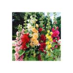 ZENGARDEN EV VE BAHÇE Katmerli gülhatmi tohumu hibrit chaters double alcea rosea hollyhock