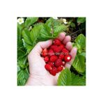 ZENGARDEN EV VE BAHÇE Kokulu çilek tohumu rugen doğal strawberry ruegen
