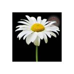 ZENGARDEN EV VE BAHÇE Krizantem tohumu seviyor sevmiyor papatyası marguerite daisy chrysanthemum