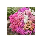 ZENGARDEN EV VE BAHÇE Lewisia cotyledon tohumu Sunset gün batımı serisi hibrit tohum