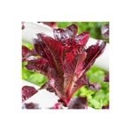 ZENGARDEN EV VE BAHÇE Super red romaine kırmızı yaprak marul tohumu atalık
