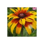 ZENGARDEN EV VE BAHÇE Zafer papatyası tohumu rudbeckia hirta gloriosa daisy