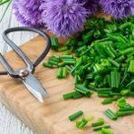 Zengarden Frenk Soğanı Tohumu Soğan Otu Onion Chives - 1 Adet