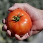 Zengarden Geleneksel Bostan Domatesi Tohumu Homestead Tomato Heirloom - 1 Paket