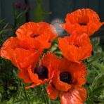 Zengarden Gelincik Tohumu Papaver Orientale Kırmızı Siyah Gözlü - 1 Adet