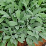 Zengarden Geniş Yapraklı Adaçayı Tohumu Salvia Seeds