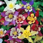 Zengarden Haseki Küpesi Tohumu Aquilegia x Hybrida Mckana Giants Mix Columbine - 1 Adet
