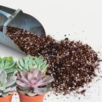 Zengarden Kaktüs Toprağı Profesyonel Kaktüs Lithops ve Sukkulent Bitkiler Için Karışım - 2 Litre