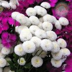 Zengarden Kasımpatı Tohumu Krizantem Beyaz Kartopu Chrysanthemum - 1 Adet