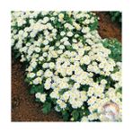 Zengarden Kasımpatı Tohumu Krizantem Chrysanthemum White Stars - 1 Adet