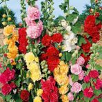 Zengarden Katmerli Gülhatmi Tohumu Hibrit Alcea Rosea Summer Carnival Hollyhock - 1 Paket