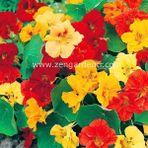 Zengarden Katmerli Latin Çiçeği Tohumu Nasturtium Mücevher Serisi - 1 Adet