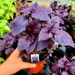 Zengarden Kırmızı Fesleğen Red Rubin Basil Tohumu Ödüllü - 1 Paket
