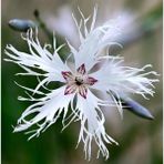 Zengarden Kokulu Dantel Karanfil Tohumu Dianthus Arenarius - 1 Paket