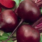 Zengarden Koyu Kırmızı Pancar Tohumu Geleneksel Beet Detroit Dark Red - 1 Adet