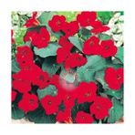 Zengarden Latin Çiçeği Tohumu Princess Of India Tropaeolum Majus - 1 Adet