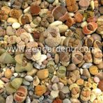 Zengarden Lithops Tohumu Nadir 40 Tür Özel Karışım - 1 Adet