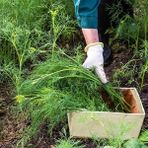 Zengarden Mamut Dereotu Tohumu Atalık Tohum Long Island Dill - 1 Adet