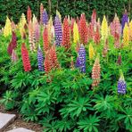 Zengarden Minarette Lupin Tohumu Bodur Minare Acı Bakla Çiçeği Lupinus - 1 Adet