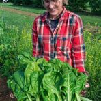Zengarden Pancar Ispanak Tohumu Perpetual Spinach Chard - 1 Adet
