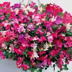 Zengarden Parfüm Kokulu Tatlı Bezelye Çiçeği Tohumu Little Sweetheart Sweet Pea - 1 Adet