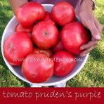 Zengarden Prudens Purple Domates Tohumu Söğüşlük - 1 Paket