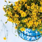 Zengarden Sarkan Dahlberg Papatya Tohumu Thymophylla Tenuiloba - 1 Paket