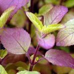Zengarden Şifalı Tulsi Kırmızı Kutsal Tayvan Fesleğeni Tohumu - 1 Paket