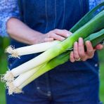 Zengarden Sofralık Pırasa Tohumu Atalık White Spear Allium Porrum - 1 Paket