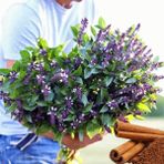 Zengarden Tarçınlı Fesleğen Tohumu Geleneksel Cinnamon Basil - 1 Paket