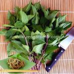 Zengarden Tayvan Fesleğen Tohumu Thai Basil - 1 Adet