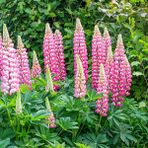 Zengarden The Chateleine Lupin Tohumu Acı Bakla Çiçeği Lupinus Russel - 1 Adet