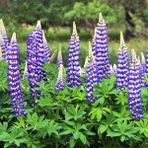 Zengarden The Governor Lupin Tohumu Acı Bakla Çiçeği Lupinus Russel - 1 Adet