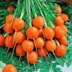 Zengarden Top Havuç Tohumu Atalık Paris Market Atlas Carrot - 1 Adet